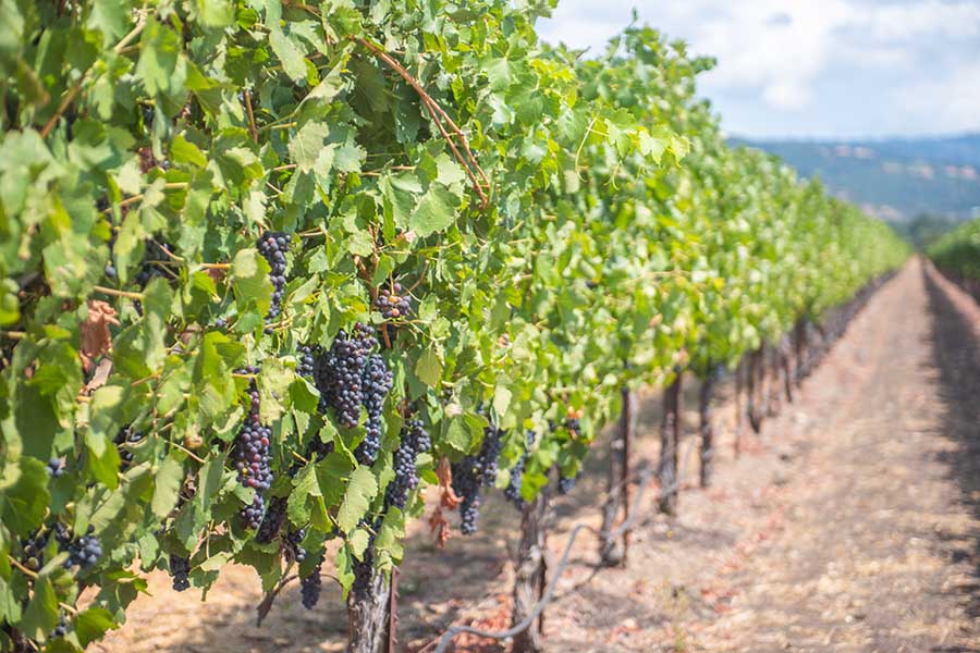 long-row-of-vineyard-vines-at-ledson-winery-in-sonoma-valley-california