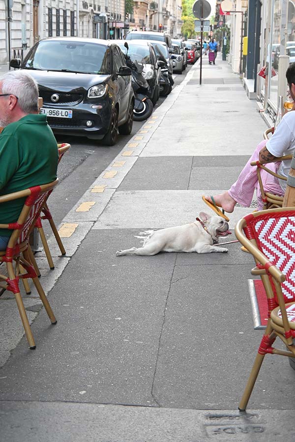 paris-france-french-bulldog-lying-flat-on-a-sidewalk-next-to-outdoor-cafe-seating