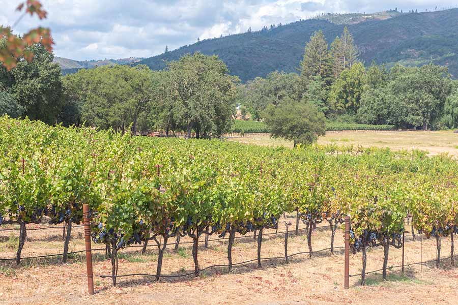 scenic-landscape-view-of-the-vineyard-and-mountains-at-little-vineyards-family-winery-sonoma-valley-california