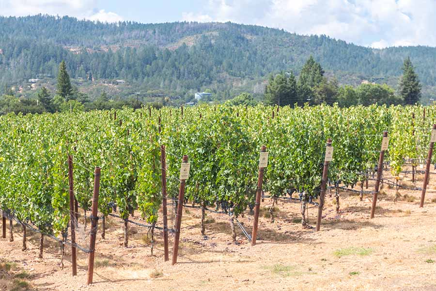 scenic-view-of-lush-green-rows-at-ledson-winery-in-sonoma-valley-california
