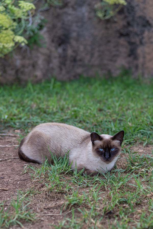 siam-cats-torremolinos-spain