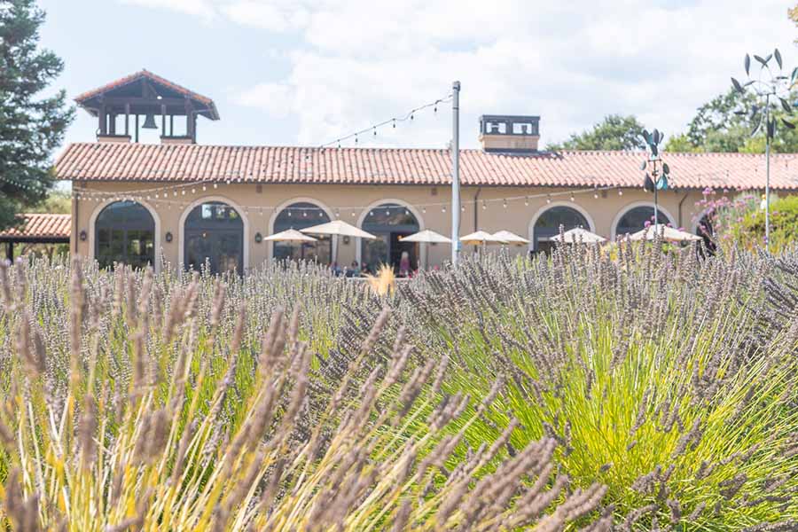 st-francis-winery-and-vineyards-sonoma-valley-california-lavender-field-estate-building-view