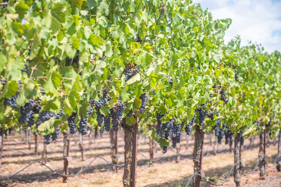 st-francis-winery-and-vineyards-sonoma-valley-california-ripe-black-grapes-vineyard-vines