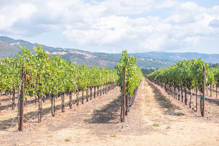 st-francis-winery-and-vineyards-sonoma-valley-california-scenic-vineyard-rows-mountains-sky