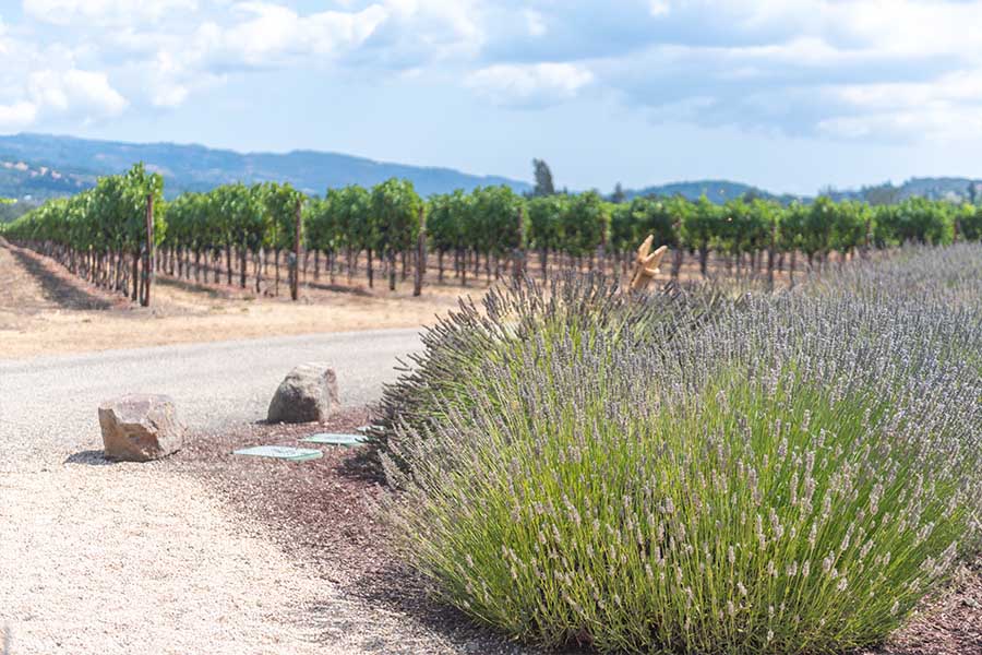 st-francis-winery-and-vineyards-sonoma-valley-california-vineyard-rows-lavender-bushes-roadside