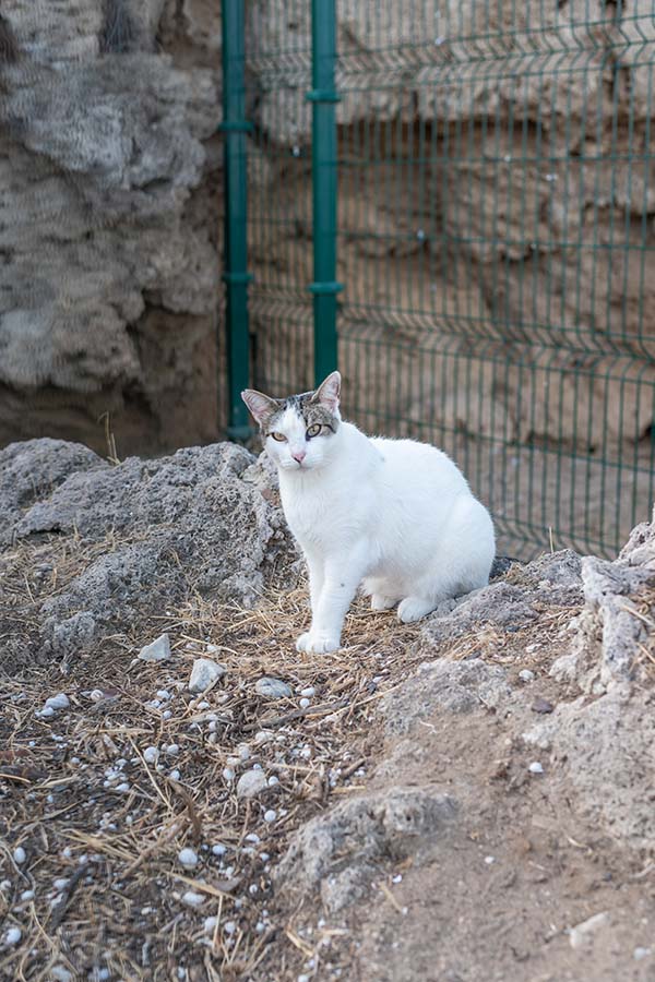 this-is-where-cats-live-torremolinos-malga