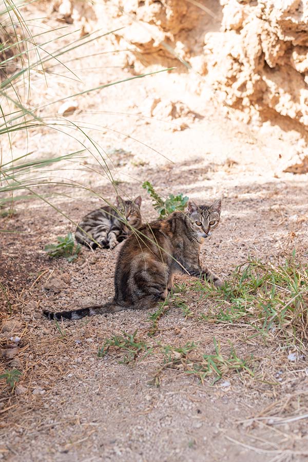 torremolinos-cats-colony