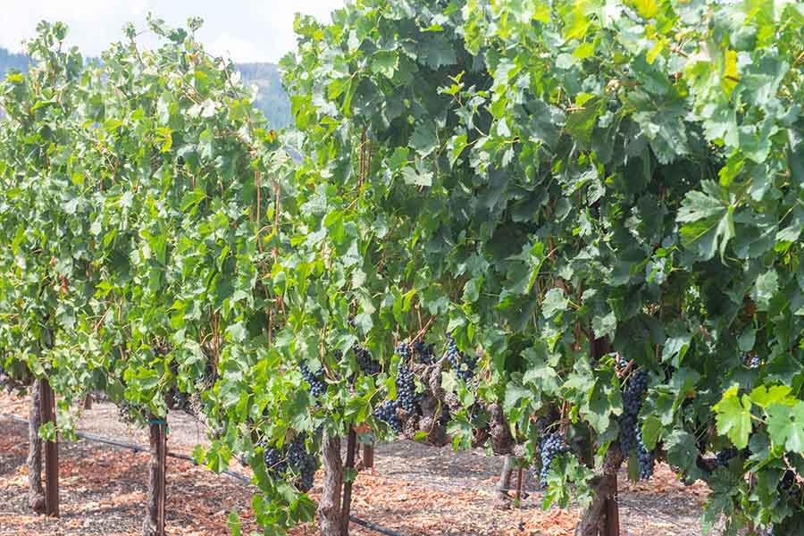 vibrant-green-grapevines-loaded-with-fruit-at-a-sonoma-valley-california-winery