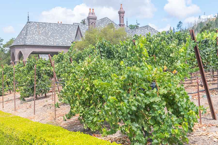 vineyard-rows-in-front-of-the-gothic-ledson-winery-estate-in-sonoma-valley-california