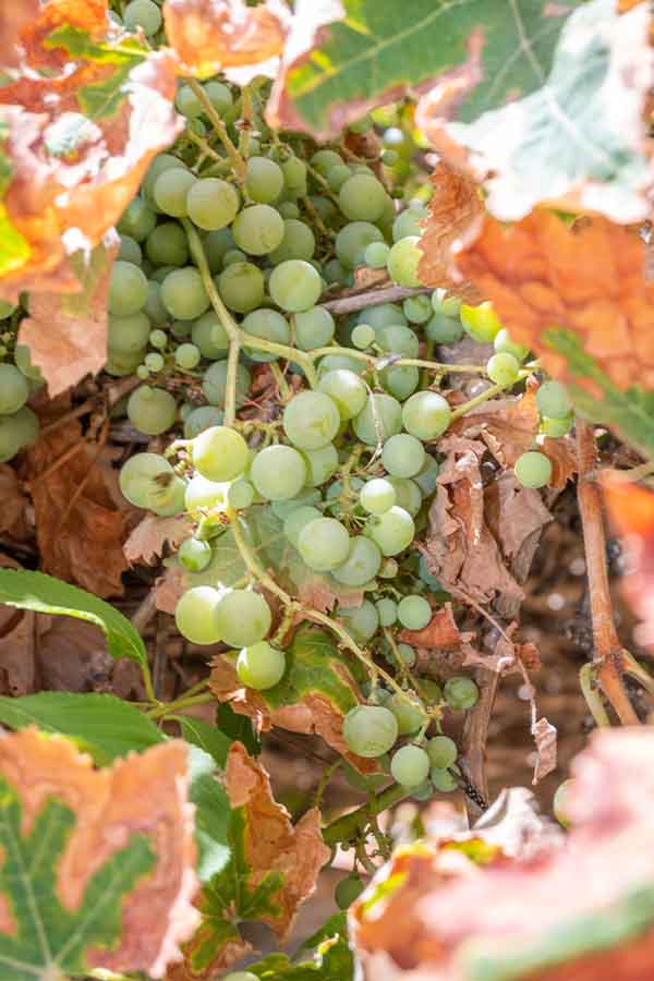 green-grapes